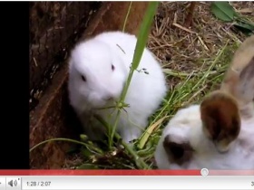 Крольчонок без ушей возле "Фукусимы-1"