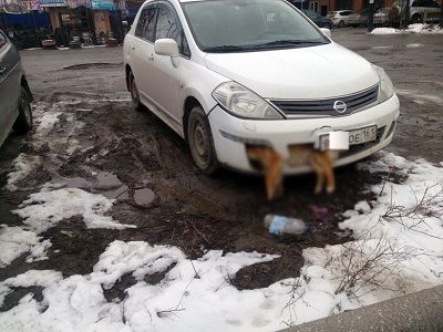 Автомобиль депутата "Единой России" со сбитой собакой. Фото: mytaganrog.com